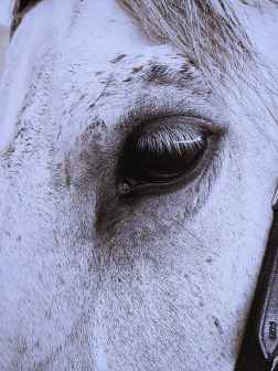 close up photography of white horse