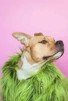 dog wearing green fur coat