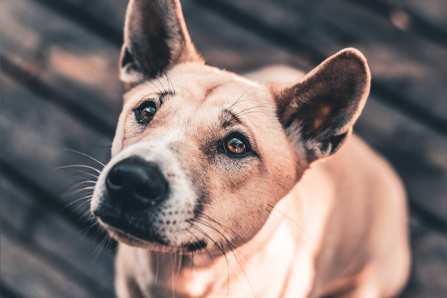 close up photo of brown short coated dog sitting on wooden floor
