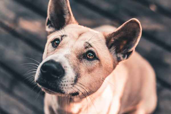 close up photo of brown short coated dog sitting on wooden floor